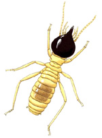 termite