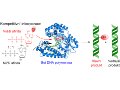 /sys/galerie-obrazky/news-2014/140804-vyznamny-objev-rozsiruje-znalosti-o-mechanismu-replikace-dna.jpg