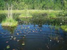 Rašelinná jezírka v národní přírodní památce Swamp na Dokesku jsou  domovem drobné formy leknínu  bělostného (Nymphaea candida).