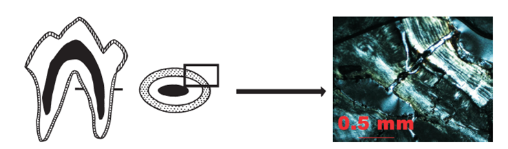 Schéma principu metody studia mikrostruktury cementů zubů savců: na výbrusu zubu jsou patrné světlé a tmavé přírůstky (střídání období vegetační aktivity a vegetačního klidu). Tento jedinec nosorožce uhynul ve věku 17 let v zimním období (poslední zimní přírůstek není zcela dokončen). 