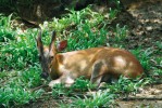 Muntžaka sundského (M. muntjak)  ze Sundských ostrovů řada odborných autorit slučuje s muntžakem červeným do jednoho druhu. V zoologických  zahradách mimo svou domovinu  se chová vzácně. Zoo Lok Kawi  v Malajsii