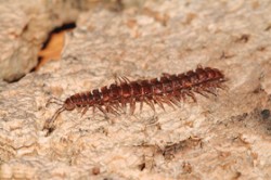 Plochule křehká (Polydesmus complanatus) se pohybovala převážně v ekotonu podél linie lužního lesa a louky. Foto F. Trnka / © F. Trnka