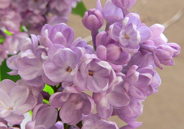 květy šeříku obecného (Syringa vulgaris), mutant s dvojitými korunami květů