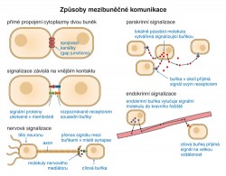 Způsoby komunikace mezi buňkami na malé a velké vzdálenosti. Orig. H. Kupcová Skalníková