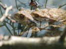 Pár ropuchy obecné (Bufo bufo) v amplexu ještě před snůškou