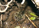 Rak kamenáč (Austropotamobius  torrentium) se na našem území vyskytuje už pouze na několika desítkách lokalit. Jde o menší druh, tvarem klepet se podobá raku říčnímu, ale spodní strana těla  i klepet má bělavou barvu. Za každým okem se u něho na rozdíl od raka říčního a raka bahenního nachází pouze  jeden hrbolek (postorbitální lišta). Foto E. Kozubíková-Balcarová