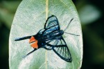 Pestrobarvec Chorinea amazon  (Riodinidae) při letu vydává bzučivý zvuk podobný sršni.