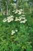 Řimbaba chocholič­natá (Pyrethrum corymbosum). Foto J. Roleček