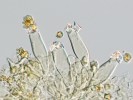 Shluky krystalů šťavelanu vápenatého na povrchu specializovaných buněk – cystid ve výtrusorodé vrstvě (hymeniu) vláknice tuřínonohé (Inocybe napipes). Foto O. Koukol