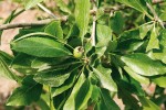 Planě rostoucí hrušně (Pyrus) patří do skupiny dřevin, které mají v širší oblasti Arménie vývojové centrum. Foto E. a L. Ekrtovi