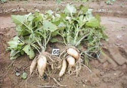 Užitkové hlízy jakonu (Smallanthus sonchifolius, syn. Polymnia sonchifolia), nově zaváděné hlíznaté zeleniny obsahující inulin vhodný pro diabetiky. Foto J. Frček / © J. Frček