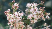 Nízký keřík Atraphaxis spinosa z čeledi rdesnovitých (Polygonaceae) patří k charakteristickým prvkům  submediteránních formací tvořených trpasličími keříky.