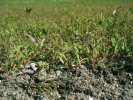 Puchýřka útlá (Coleanthus subtilis)  je ekologicky specializovaný druh trávy, u nás rostoucí v početných populacích na dnech některých vypuštěných rybníků. Detailní pohled  do jejího porostu v rybníce Podhradský u Hluboké nad Vltavou (květen 2008). Foto M. Ducháček