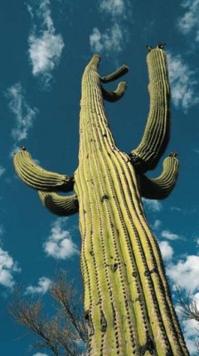 Saguara (Carnegiea gigantea) jsou impozantní rostliny symbolizující Arizonu, kde mají centrum svého výskytu. Tento exemplář dosahoval úctyhodných 12 m výšky. Foto L. Kunte