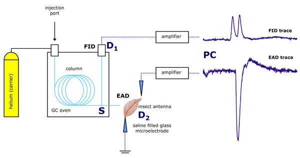 GC-EAD system