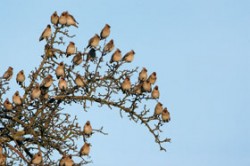 Brkoslav severní (Bombycilla garrulus) – hejno sedící na jabloni. 
Foto P. Šaj / © Photo P. Šaj