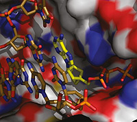 carbocyclic nucleoside