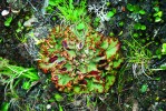 Lišejník terčoplodek šafrá́nový  (Solorina crocea) patří v Krkonoších  mezi vyhynulé druhy. Foto J. Vaněk