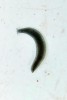 Primitivní ploštěnka horská́  (Crenobia alpina), jejíž tělo tvoří pouze dva zárodečné listy. Foto J. Vaněk