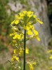 Středoevropský endemit trýzel  škardolistý (Erysimum crepidifolium), častý druh skalních stepí Českého krasu. Foto P. Špryňar