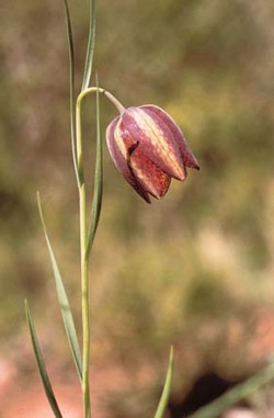 Řebčíky (na obr. Fritillaria hispanica) se vyznačují velkým množstvím jaderné DNA. Foto J. Suda / © Photo J. Suda