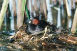 Potápka malá (Tachybaptus ruficollis) zahřívající snůšku. Foto P. Štěpánek