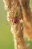 Dospělý samec zápřednice jedovaté (Cheiracanthium punctorium).  Na posledním článku makadel (pedipalp) je u dospělých samců přítomen kopulační orgán umožňující přenos  spermatéky (bulbus). Najdeme na něm různé struktury – znaky významné  pro určení druhu. Foto P. Macháň