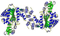 Thymidine phosphorylase