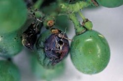 Detail poškození bobulí vinné révy housenkami obaleče mramorovaného (Lobesia botrana). Foto I. Hrdý / © I. Hrdý