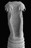 Hlavička (skolex) tasemnice  Polyonchobothrium polypteri z bichira  (Polypterus) ze Súdánu. Snímek ze  skenovacího elektronového mikroskopu, délka skolexu asi 700 μm. Foto R. Kuchta