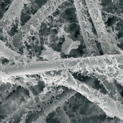 Nárůst biofilmu bakterie Pseudomonas aeruginosa na filtru z umělých  vláken určeného pro úpravu pitné vody. Foto D. Erben