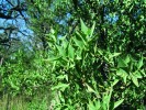 Tuhé, sivé a na okraji ostnité  stálezelené listy poloparazitické  dřeviny Jodina rhombifolia z čeledi  santálovitých (Santalaceae)