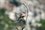 Úbytek původní vegetace negativně ovlivňuje i výskyt endemického strnada sokoterského (Emberiza socotrana). Foto J. Suchomel