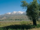 Jarní aspekt horských luk  centrálního Zagrosu v pozadí s vrcholem hory Oshtoran Kuh (4 139 m n. m.) –  biotop ve středním a západním Íránu endemického druhu P. robusticollis. Provincie Lorestan. Foto J. Simandl