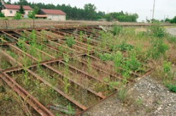 Jedním z nejvíce invadovaných biotopů jsou ruderální místa ve městech, vesnicích, podél silnic a železnic. Na nich se vyskytuje mnoho archeofytů i neofytů (zde např. severoamerický turan roční – Erigeron annuus), které svými počty druhů i celkovou biomasou často výrazně převažují nad původními druhy. Foto M. Chytrý / © M. Chytrý