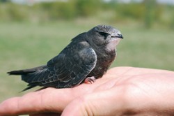 Mládě rorýse obecného (Apus apus), které vypadlo z hnízda. Foto M. Beran