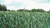 Pšenice setá (Triticum aestivum)  je celosvětově jednou z nejdůležitějších plodin, avšak její produkce se zvyšuje pomaleji než spotřeba. Znalost sekvence jejího velkého a složitého genomu by umožnila rychleji a efektivněji šlechtit nové odrůdy – s vyšší odolností  i výnosem. Foto J. Vrána