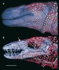 Trojrozměrná rekonstrukce hlavy varanovce bornejského s osteodermy sestavená z tomografických snímků (HRCT). A – boční pohled  na hlavu varanovce s promítnutím  umístění osteodermů pod šupinami;  B – projekce osteodermů vůči lebce;  šipka ukazuje k očnímu víčku.  Je rovněž vidět charakter zubů a jejich dělení do skupin. Foto J. A. Maisano, s laskavým svolením autorky