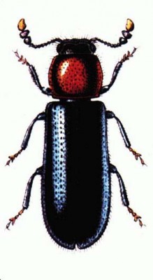 Pestrokrovečník (Aporthopleura sanguinicollis). Upraveno podle E. Reittra (1911)