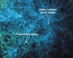 Mycelium monocentrické anaerobní houby rodu Anaeromyces pozorované ve světelném mikroskopu po obarvení jader fluorescenčním činidlem (zvětšeno 200x). Foto K. Fliegerová, fotoarchiv ÚŽFG AV ČR, v. v. i. / © K. Fliegerová, fotoarchiv ÚŽFG AV ČR, v. v. i.