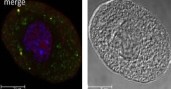 Laboratory of Epigenetic Regulation