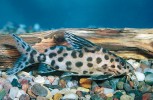 Peřovec kukaččí (Synodontis multipunctatus) podkládá své jikry páru třoucích se cichlid – ovofilních tlamovců. Samice tlamovce, která vlastní jikry nepozná, pak inkubuje obojí vajíčka. Mladí peřovci se líhnou dříve a živí se jikrami hostitele ještě za pobytu v ústech náhradní matky. Po vypuštění se samička stará o parazitující mláďata stejně jako o vlastní a malí peřovci napodobují  chování nevlastních sourozenců. Mimo akvária by taková detailní pozorování byla jen obtížně uskutečnitelná.  Zatím nevíme, zda a proč si sumeček vybírá určité druhy tlamovců. Foto J. Novák 