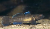 Hlaváč Bonellův (Padogobius  bonelli), samec ve svatebním zbarvení. Jezero Garda, severní Itálie. Foto J. Bohlen