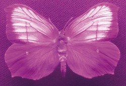 Samec žluťáska řešetlákového (Gonepteryx rhamni) v ultrafialovém záření (svrchní strana křídel). Foto P. Pecháček