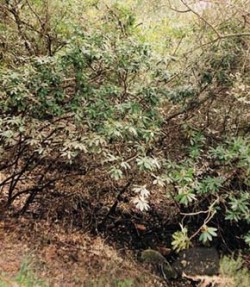 Pěnišník černomořský (Rhododendron ponticum) pohází ze Středomoří, ale ve Velké Británii patří dnes mezi nejobtížnější nepůvodní invazní druhy. Foto O. Koukol / © O. Koukol