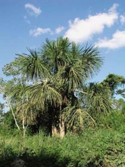 Mauricie převislá (Mauritia flexuosa) v horní Amazonii u vesnice Pimental (oblast Pucallpa) v povodí Ucayali. Foto V. Zelený / © V. Zelený