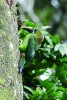 Rezervace Monteverde poskytuje  prostředí řadě vzácných druhů ptáků – samec arassari smaragdového  (Aulacorhynchus prasinus) na kmeni v blízkosti hnízdní dutiny.
