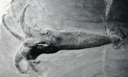 Fosilie osmiramenného hlavonožce Rhomboteuthis lehmani ze střední jury Francie (délka 35 cm). Foto D. Fuchs / © D. Fuchs