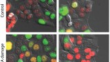 Figure 3 -  Healthy cells do not divide in the presence of DNA damage and arrest in G1 phase of the cell cycle (red). Cells carrying mutation in PPM1D gene continue progression through the cell cycle also in the presence of DNA damage and start replicating their genome (orange). Mutation in PPM1D does not affect cells in the G2 phase of the cell cycle. Photograph Indra A. Shaltiel (NKI) and Libor Macůrek (IMG AS CR). For details see Kleiblova et al., JCB 2013.