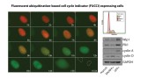 Figure 1 – Detection of the cell cycle progression using the FUCCI biosensor. G1 cells (Red), S phase (Orange) and G2 cells (Green).